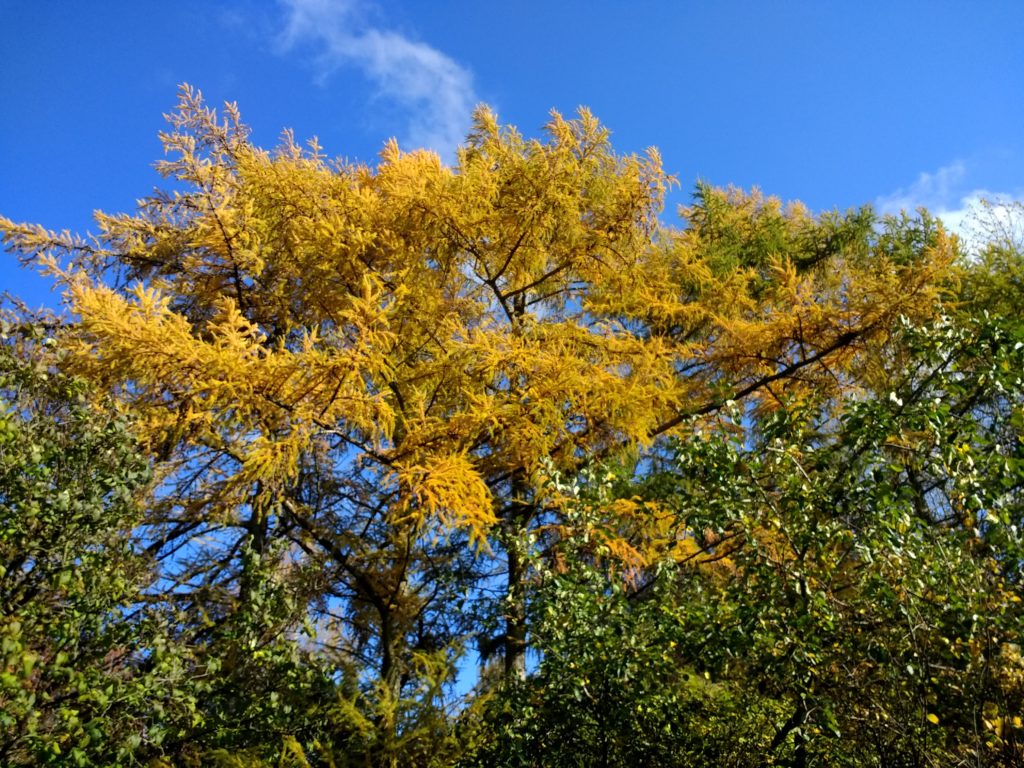Herbststimmung