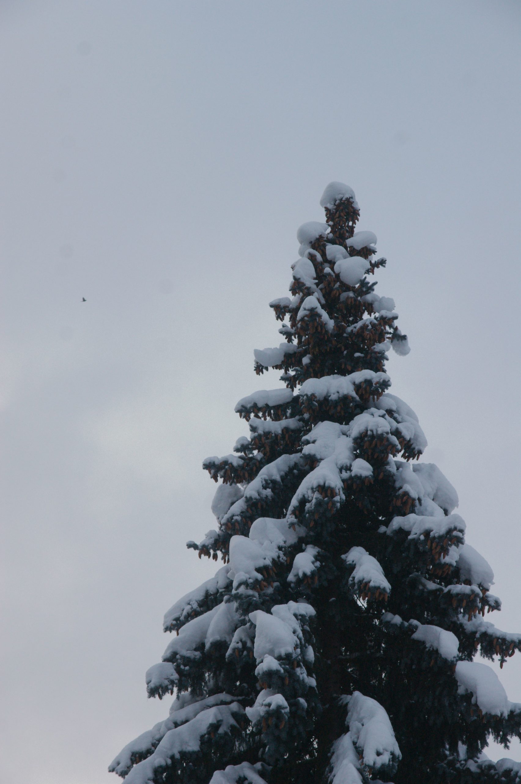 CONV_DSC08401_20210116-1