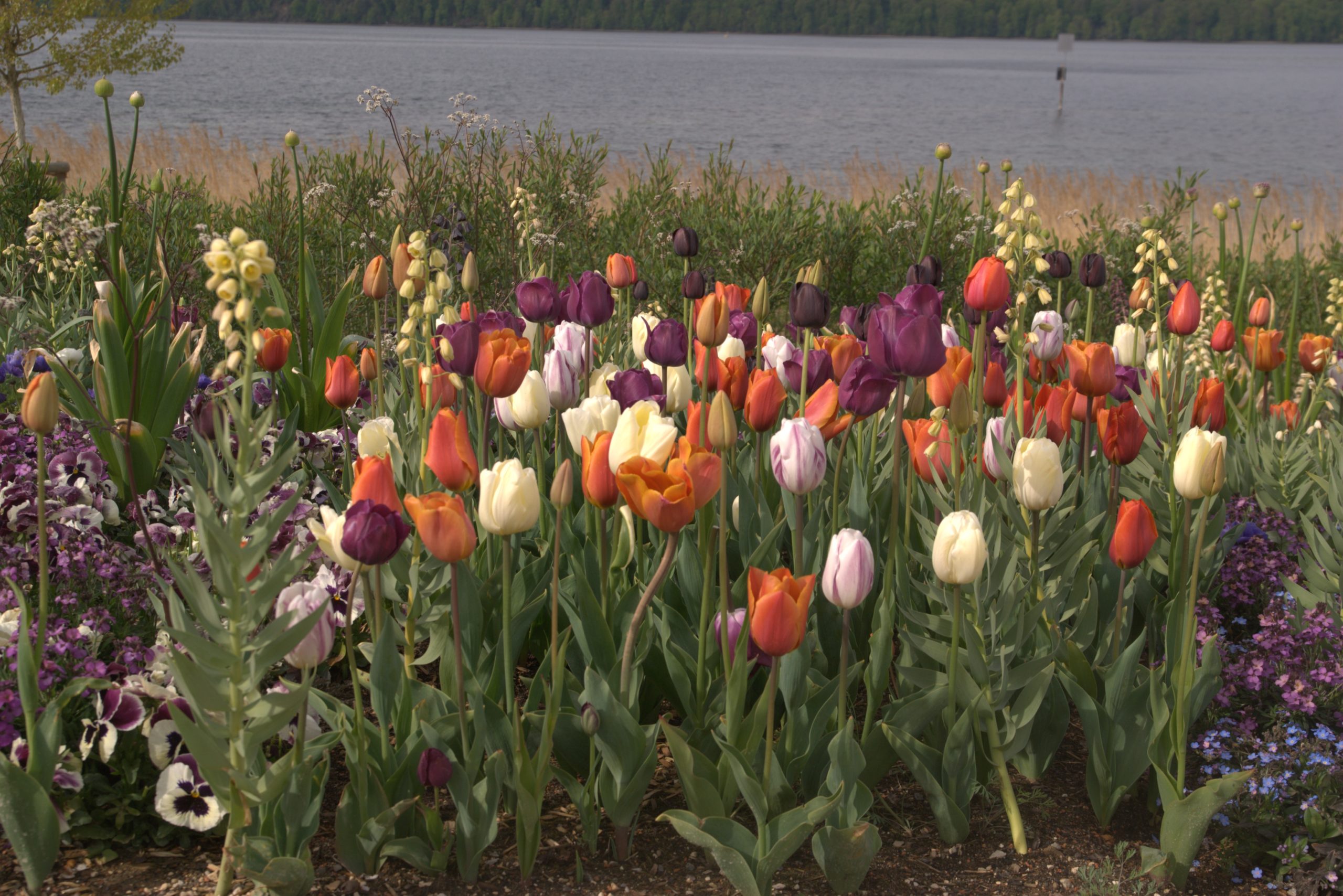 A_DSC08571