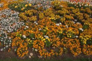 A_DSC08593