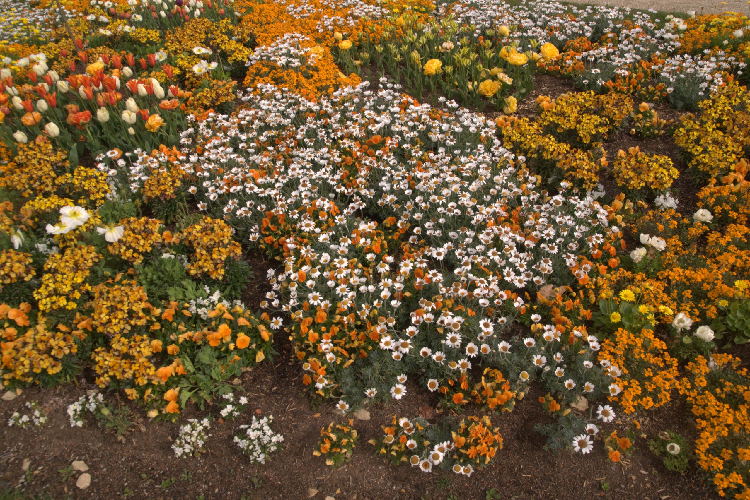 A_DSC08594