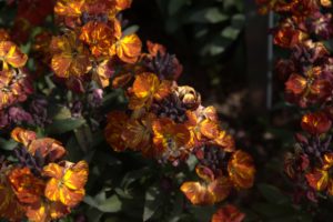 A_DSC08645
