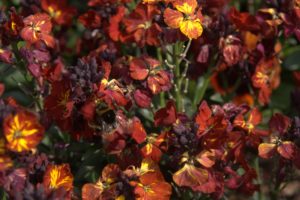A_DSC08647
