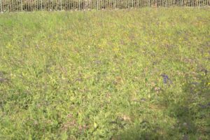 A_DSC08679
