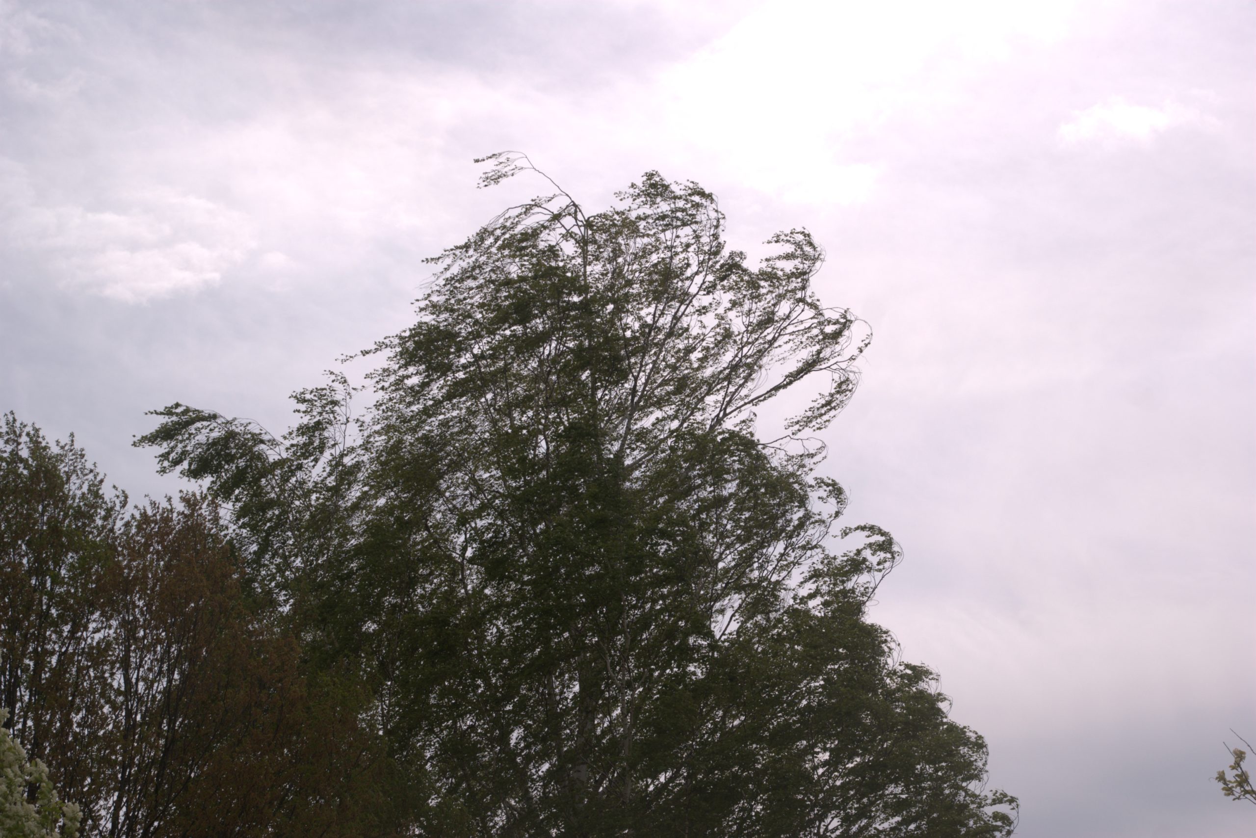 A_DSC08715