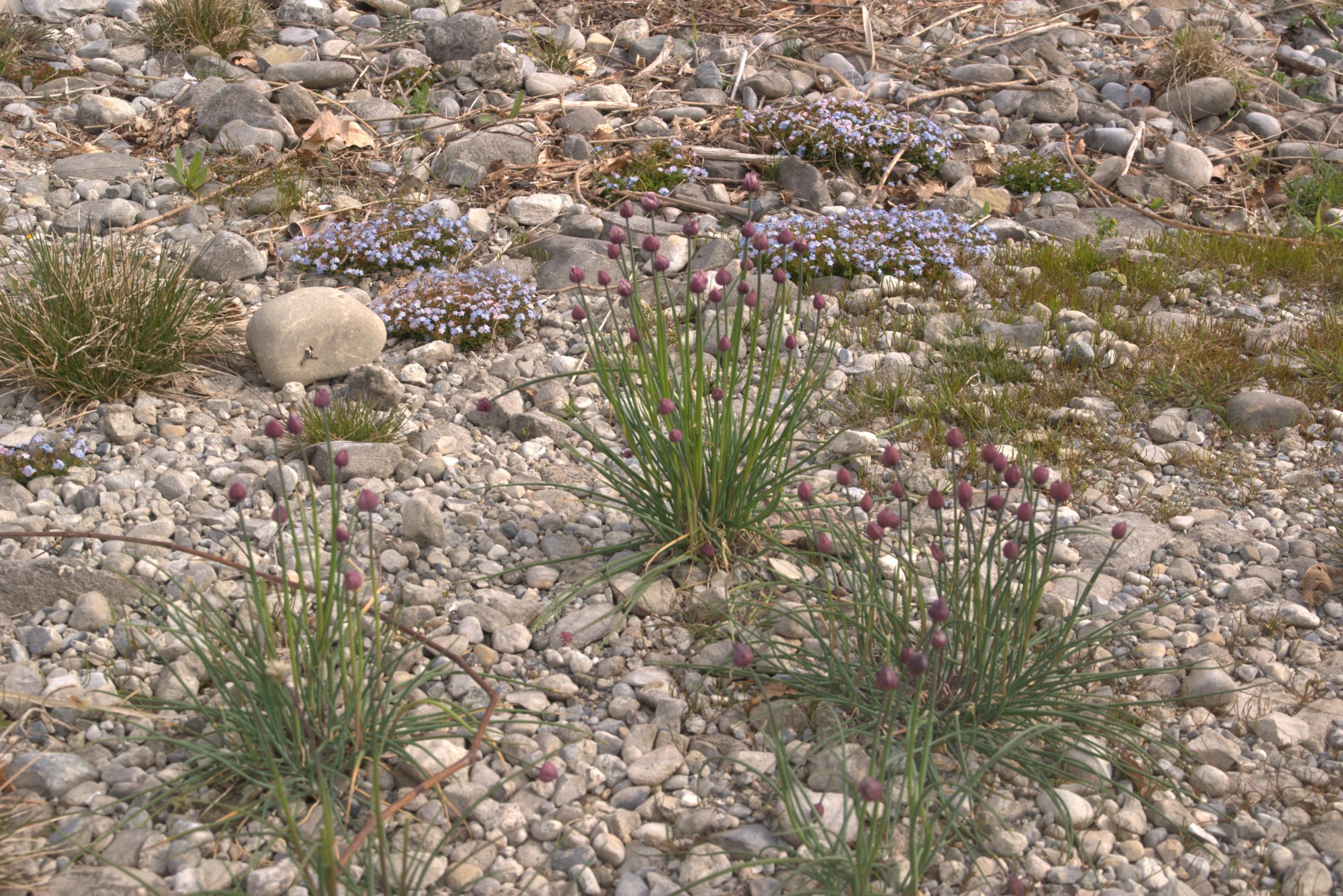 B_DSC08581