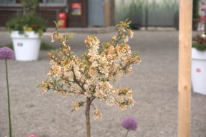 DSC09164