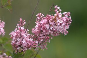 DSC09196