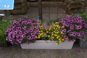 DSC09277