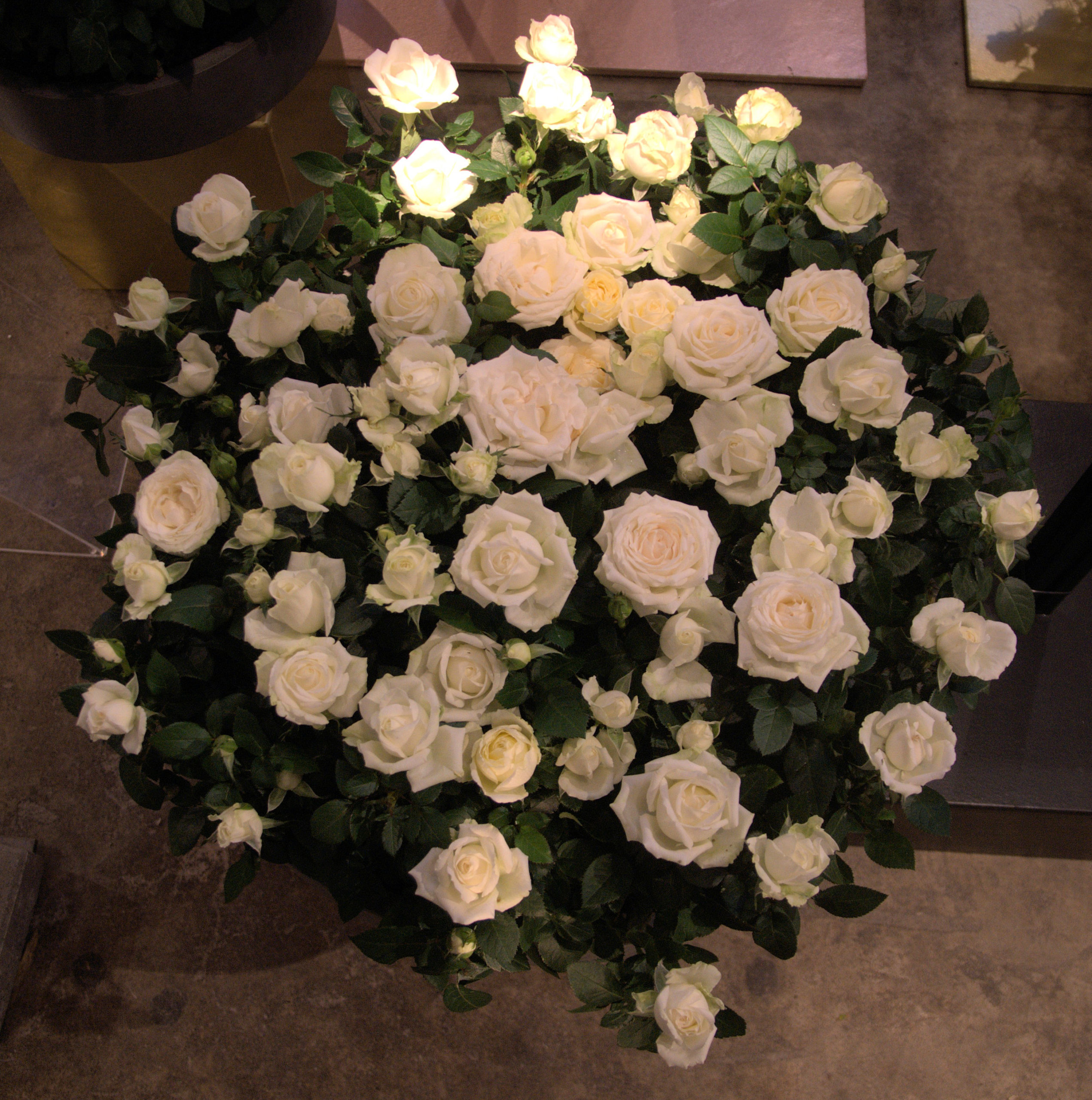DSC09596_c2d94f0edda46827f58009f7