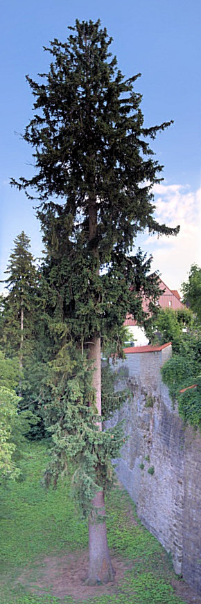 DSC09985ff_pano_32ff22e3e00bcc0f19bbc463